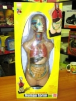 Edu Toys Анатомия человеческого тела, MK050(05001)